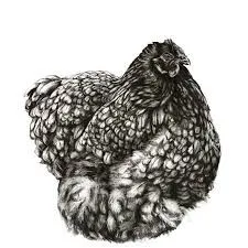  Orpington Fertilized Eggs (Chicks)