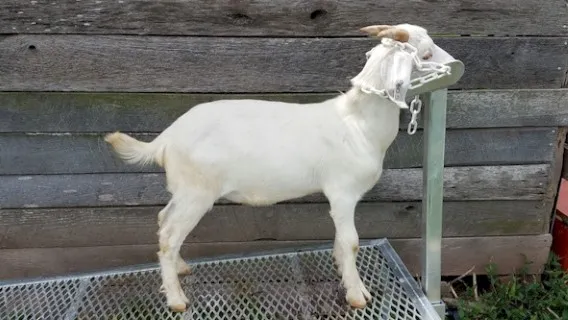 50% Boer/ 50% Kiko cross buckling. 