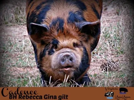 Quality Piglets available year round!