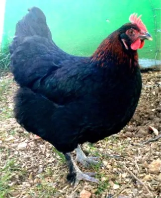French Standard Maran Fertilized Eggs (Chicks)