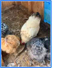 Black Swamp Hollow Farms