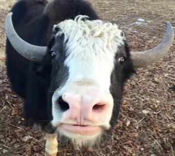Zak the Yak