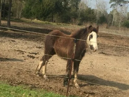 Gypsy Colt yearling for sale