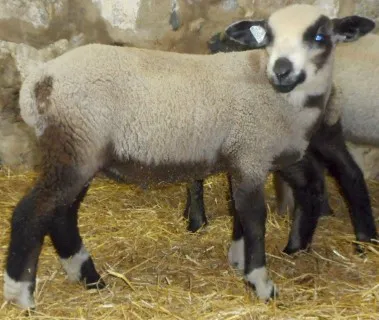 Registered-Rare & Critically Endangered Romeldale/CVM Ram