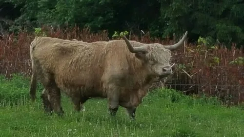 Scottish Highlanders
