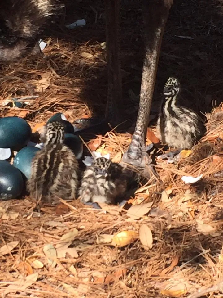 Ostrich ,Emu  Rhea, peacocks Chicks & Fertile Eggs for sale