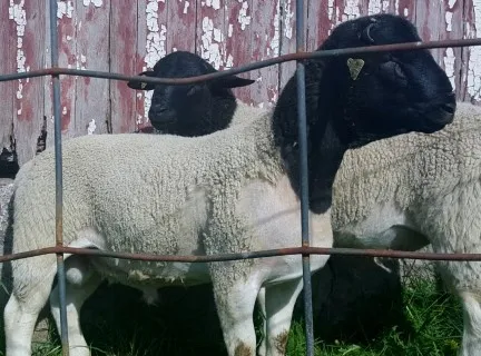 Fullblood Registered Scrapie RR Dorper Ram Tag Number 1414