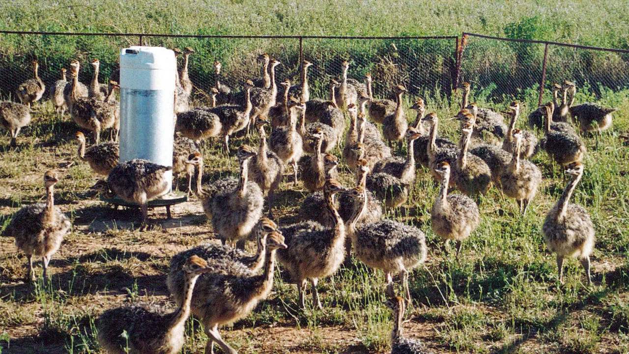 Healthy ostrich chicks, hatching eggs , feather and other Birds for sale