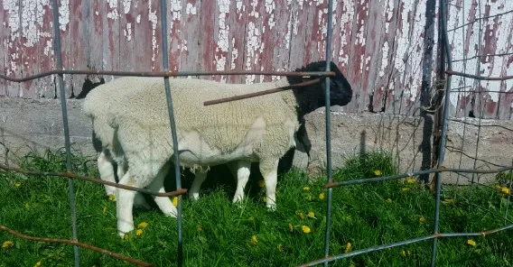 Fullblood Registered Scrapie RR Dorper Ram Tag Number 1415