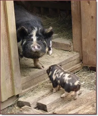 Kune Kune litter in British Columbia, Canada