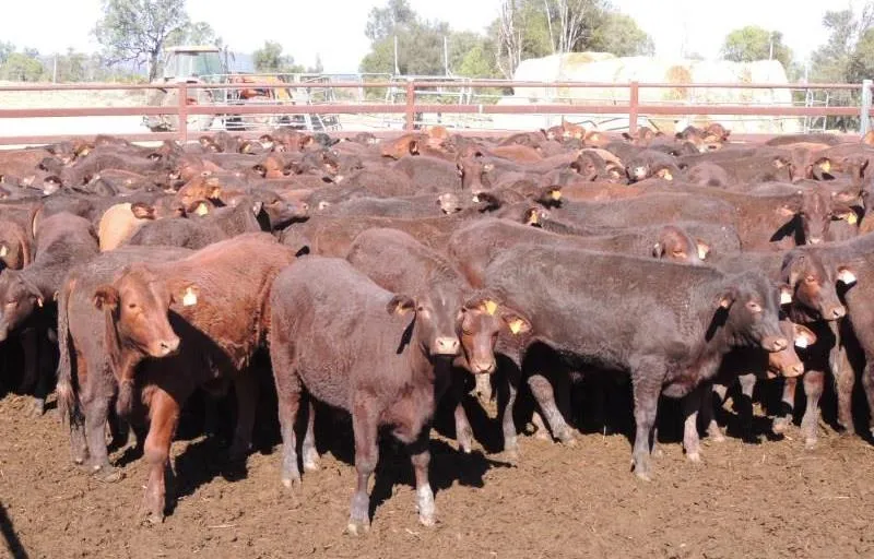 Main image of Angus, Angus Cross, Beefmaster Cross, Brahman Cross Cow/Calf Pairs