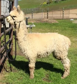 Monet x Samovar 2016