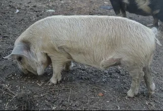 Breeding quality double wattled gilt
