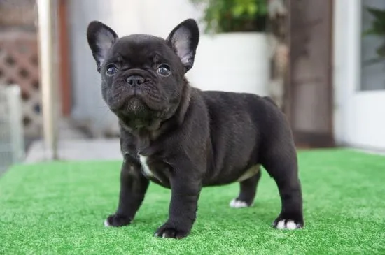 Priceless French Bulldogs