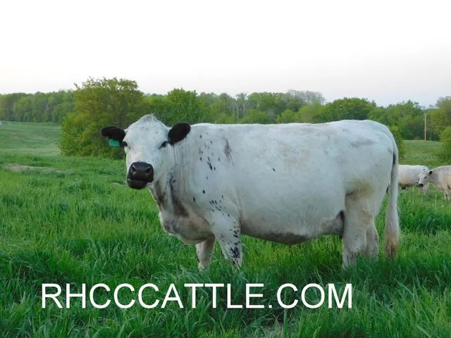 British White Starter herd