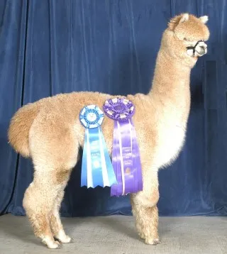 Main image of Locota's Constantino