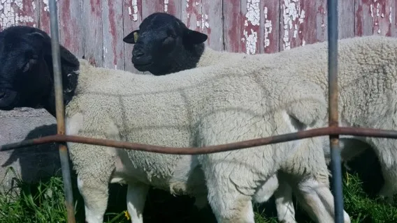 Fullblood Registered Scrapie RR Dorper Ram Tag Number 1416