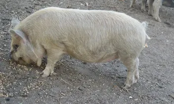 breeding / show quality double wattled gilt