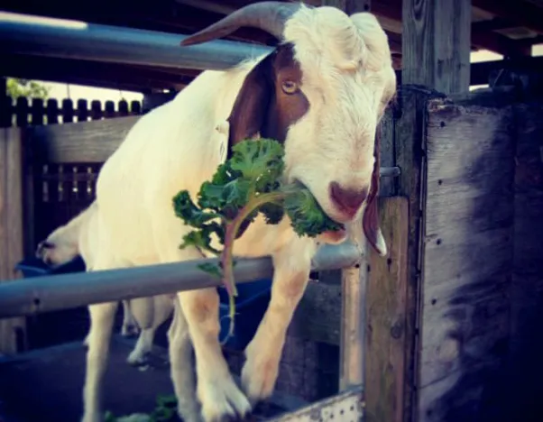 Purebred Boer Billy Goat