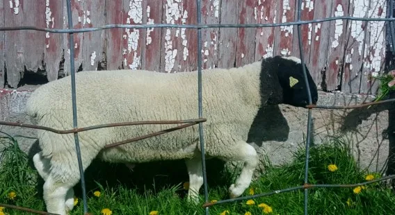 Fullblood Registered Scrapie RR Dorper Ram Tag Number 1417