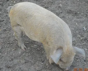 Breeding-quality double wattled boar