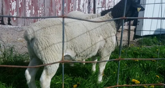 Fullblood Registered Scrapie RR Dorper Ram Tag Number 1419
