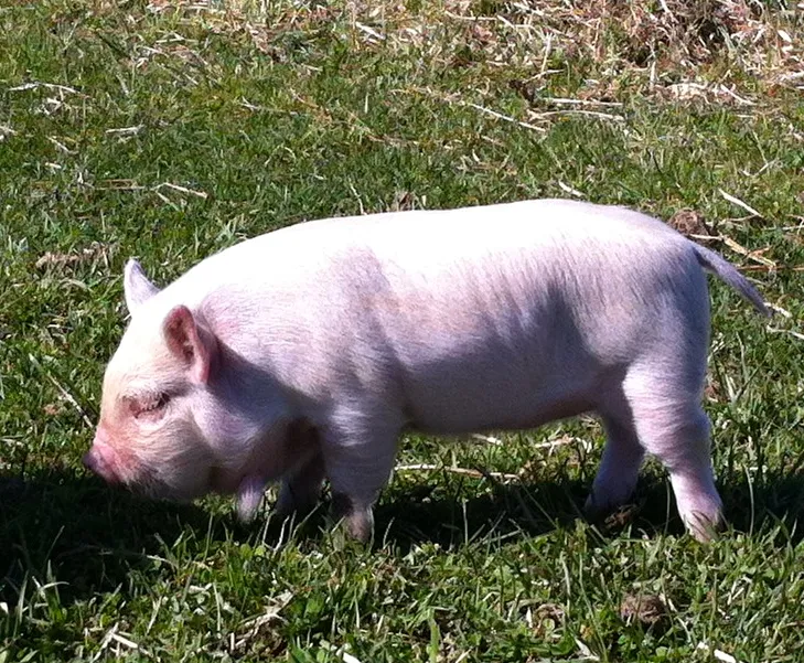 Boris boar piglet: double wattled, cream