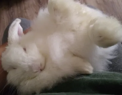 Fuzzy american lop
