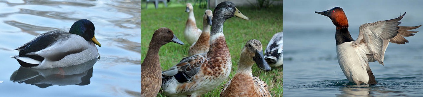 About Ducks