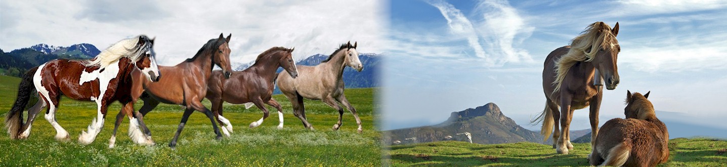 About Horses