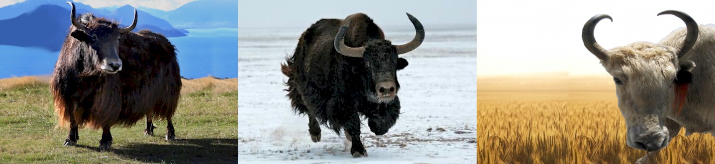 Yak Breeds
