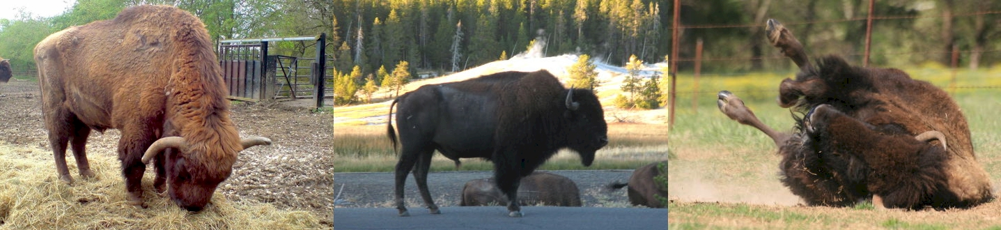 About Bisons