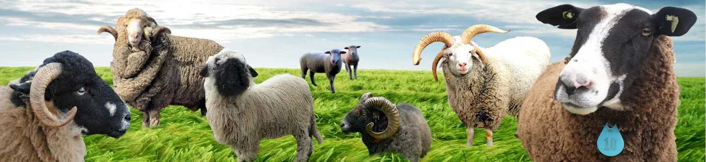 Sheep Breeds