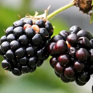 Blackberry