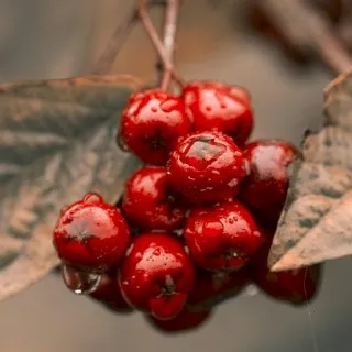 Chokeberry