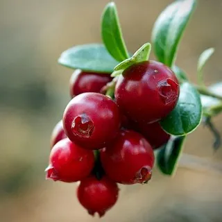 Cranberry