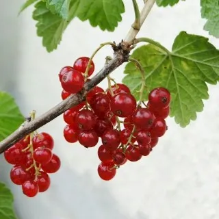 Currant