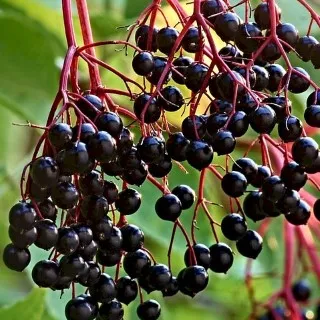 Elderberry
