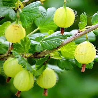 Gooseberry