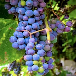 Grape