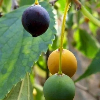 Hackberry