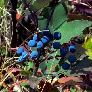 Huckleberry