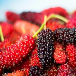 Mulberry