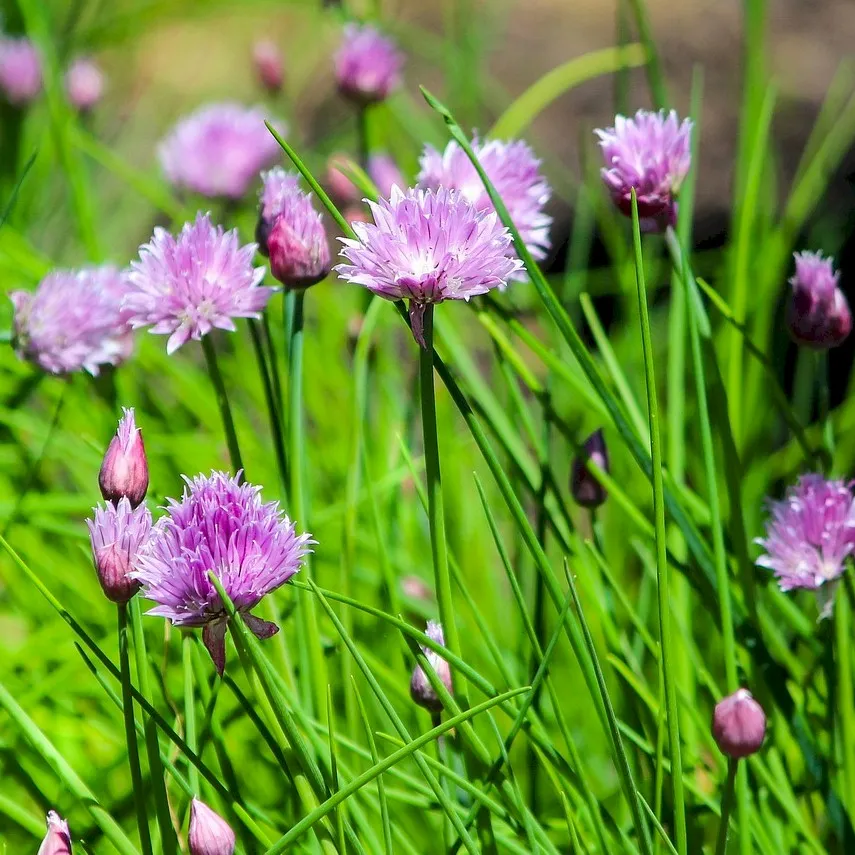 Chives