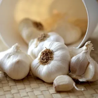 Garlic