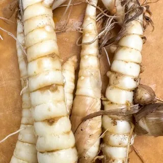 Arrowroot