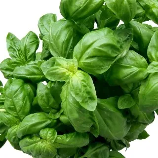Basil
