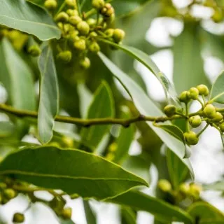 Bay Leaf