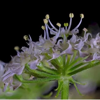 Chervil
