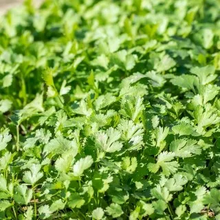 Cilantro